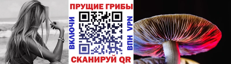 Купить закладки  Онега  Галлюциногенные грибы MAGIC MUSHROOMS 